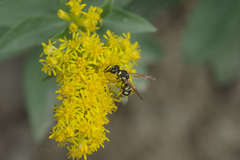 Stenodynerus anormis