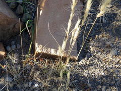 Aristida congesta congesta