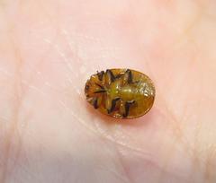 Plagiosterna nigritarsis
