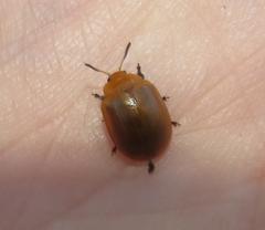 Plagiosterna nigritarsis