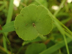 Hydrocotyle robusta