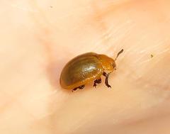 Plagiosterna nigritarsis