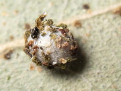 Mallada tripunctatus