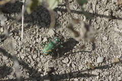 Cicindela decemnotata