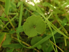 Hydrocotyle robusta