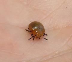 Plagiosterna nigritarsis