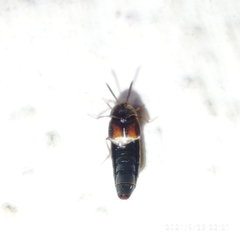 Staphylinidae