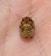 Plagiosterna nigritarsis