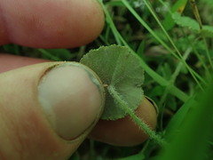 Hydrocotyle robusta