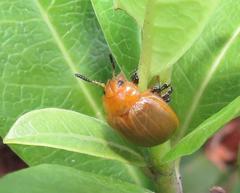 Plagiosterna nigritarsis
