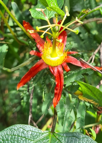 Image of Passiflora cinnabarina by no rights reserved
