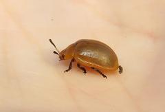 Plagiosterna nigritarsis