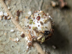 Mallada tripunctatus