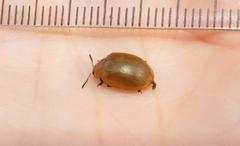 Plagiosterna nigritarsis