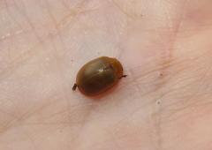 Plagiosterna nigritarsis