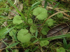 Hydrocotyle robusta