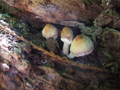 Psathyrella frustulenta