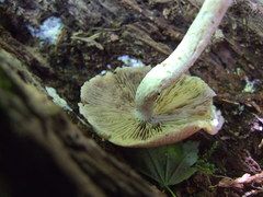 Psathyrella frustulenta