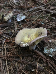 Russula occidentalis