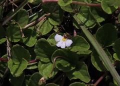 Diclis rotundifolia
