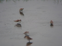 Calidris minuta