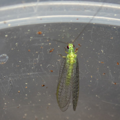 Mallada tripunctatus