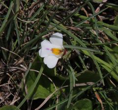 Diclis rotundifolia