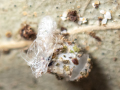 Mallada tripunctatus