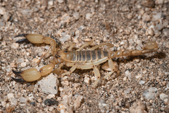 Anuroctonus pococki bajae