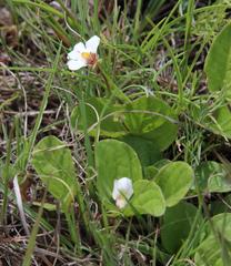 Diclis rotundifolia