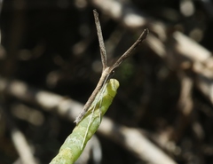 Agdistis americana