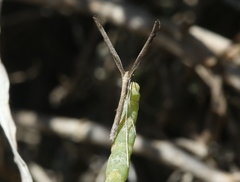 Agdistis americana