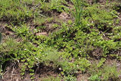 Diclis rotundifolia