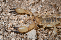 Anuroctonus pococki bajae