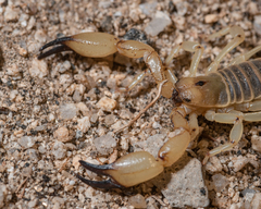 Anuroctonus pococki bajae