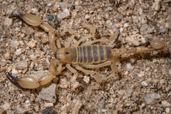 Anuroctonus pococki bajae
