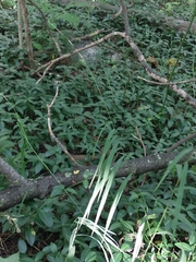 Muhlenbergia tenuiflora