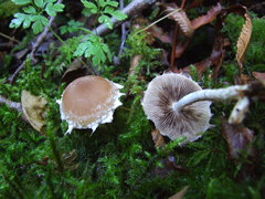 Psathyrella frustulenta