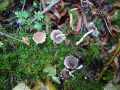Psathyrella frustulenta