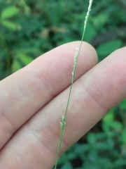Muhlenbergia tenuiflora