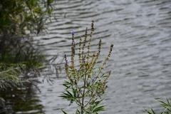 Vitex agnus-castus