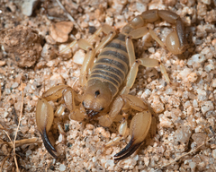 Anuroctonus pococki bajae