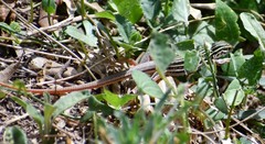 Aspidoscelis gularis