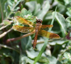 Perithemis tenera