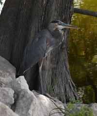 Ardea herodias