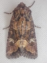 Lacinipolia circumcincta