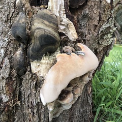 Phellinus igniarius