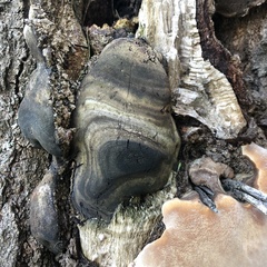 Phellinus igniarius