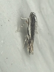 Eralea albalineella
