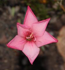Gladiolus carmineus